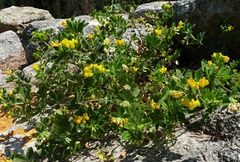 Lotus ornithopodioides