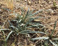 Ancathia igniaria