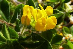 Lotus ornithopodioides