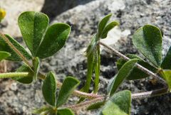 Lotus ornithopodioides