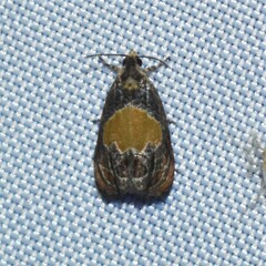 Olethreutes osmundana