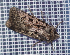Chersotis multangula