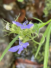 Palmerella debilis serrata