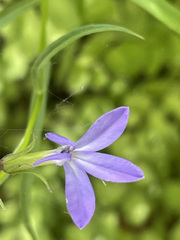 Palmerella debilis serrata