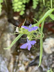 Palmerella debilis serrata