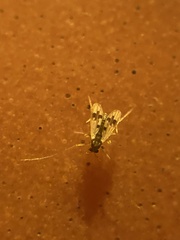 Psectrotanypus dyari