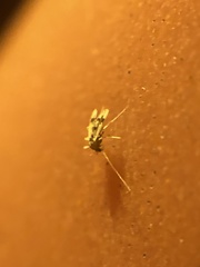 Psectrotanypus dyari