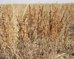 Artemisia pauciflora