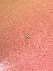 Psectrotanypus dyari