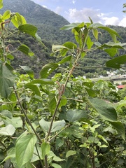 Acalypha angatensis