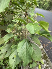 Acalypha angatensis