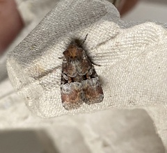 Mesoligia literosa