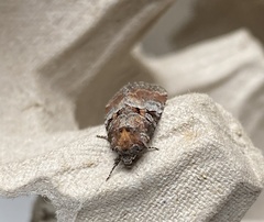 Mesoligia literosa