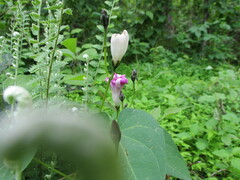 Ipomoea orizabensis novogaliciana