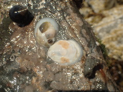 Crepidula plana