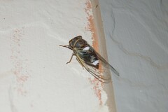 Diceroprocta cinctifera