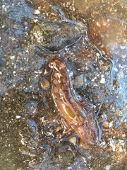 Alpheus novaezealandiae