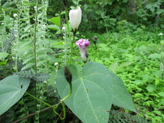 Ipomoea orizabensis novogaliciana