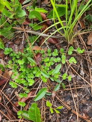 Houstonia procumbens