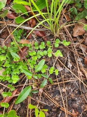 Houstonia procumbens