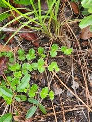 Houstonia procumbens