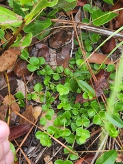 Houstonia procumbens