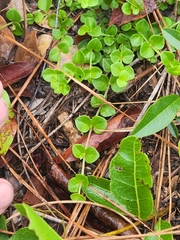 Houstonia procumbens