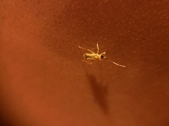 Campyloneura virgula