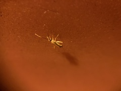 Campyloneura virgula