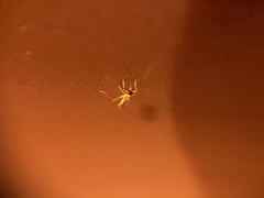 Campyloneura virgula