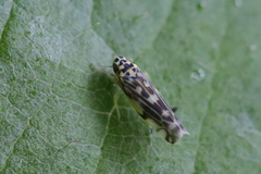 Eupteryx urticae