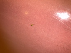 Campyloneura virgula