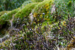 Valeriana microphylla
