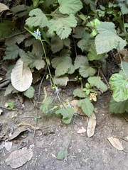 Campanula prenanthoides