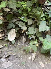 Campanula prenanthoides