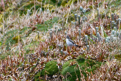 Muscisaxicola alpinus