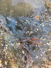 Alpheus novaezealandiae