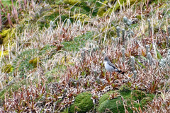 Muscisaxicola alpinus