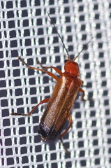 Ancistronycha erichsonii