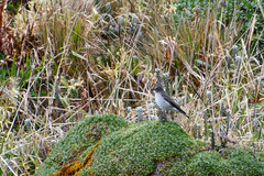 Muscisaxicola alpinus