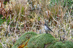 Muscisaxicola alpinus