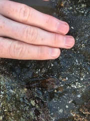 Alpheus novaezealandiae