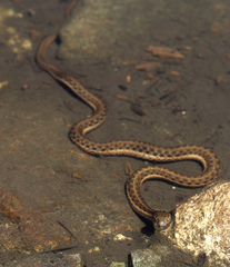 Thamnophis couchii