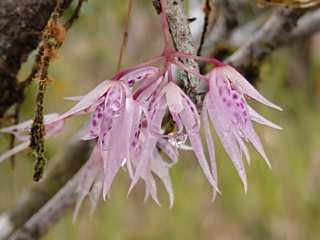 Macroclinium lineare