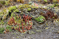 Phlegmariurus crassus