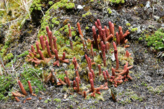 Phlegmariurus crassus