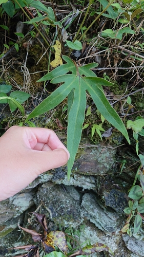 Image of Pyrrosia polydactylos by (c) 沈玟伶(Wen-Ling Shen), some rights reserved (CC BY)