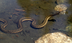 Thamnophis couchii