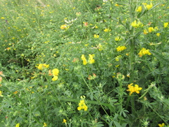Lotus stepposus