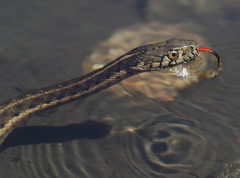 Thamnophis couchii